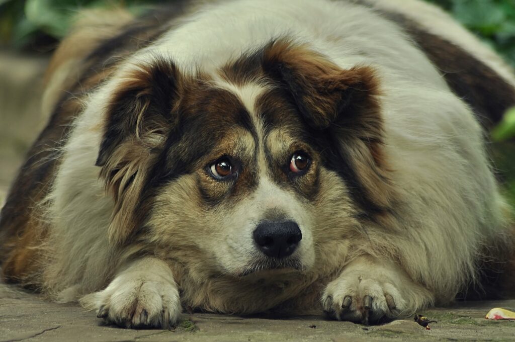 Hund mit Übergewicht. Foto: Pixabay.com