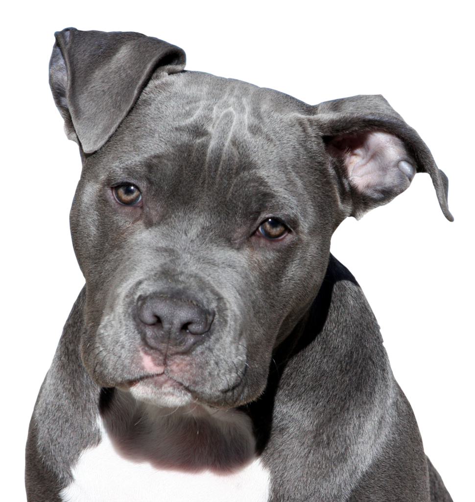 Hund. Foto: Pixabay.com