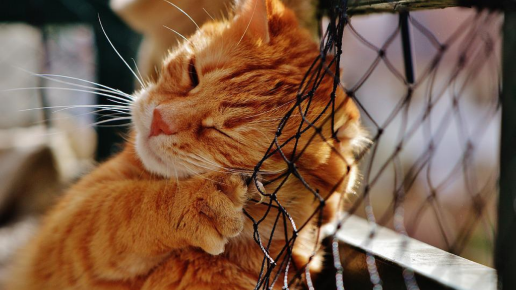 Katze reibt sich an Zaun