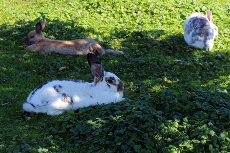 Kaninchen liegen auf Wiese.